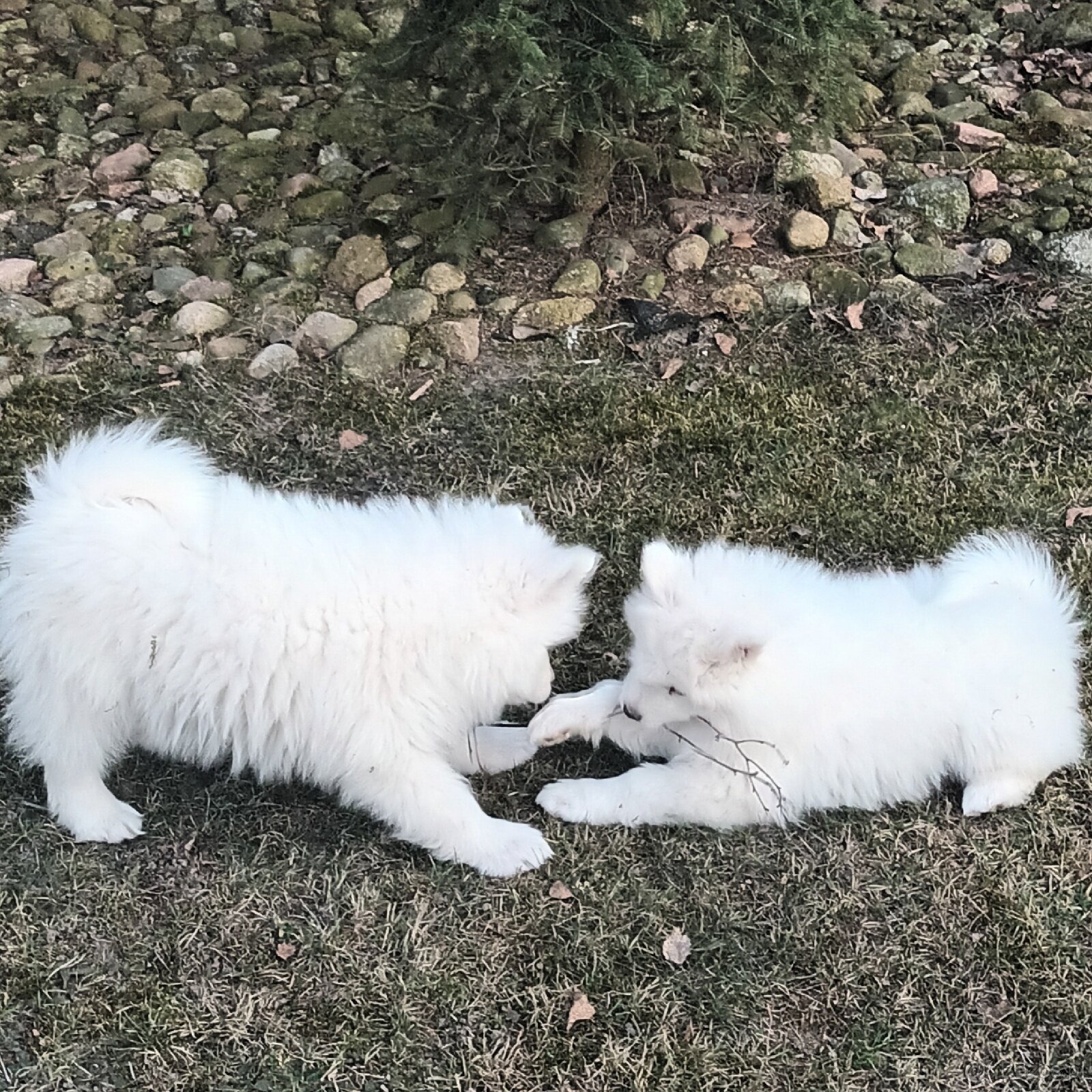SAMOJED szczenięta - 7