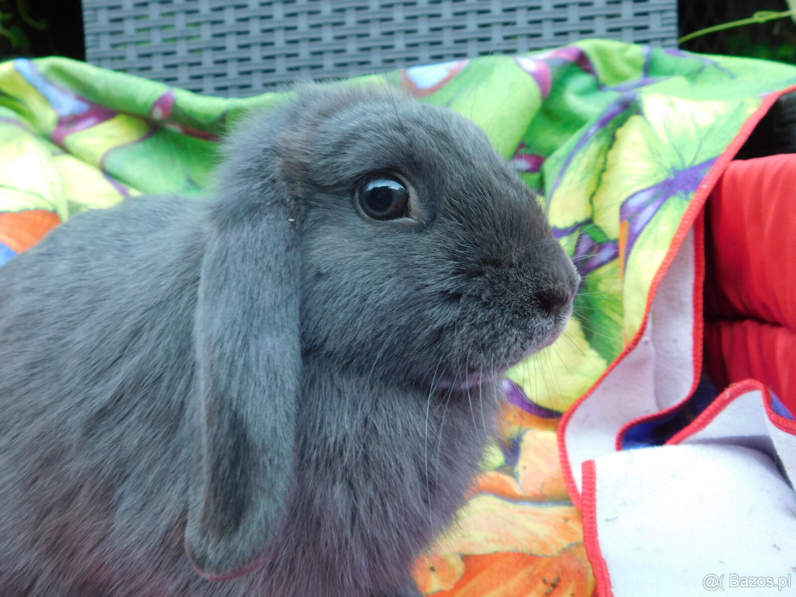 Niebiesko- białe baranki mini lop - 7