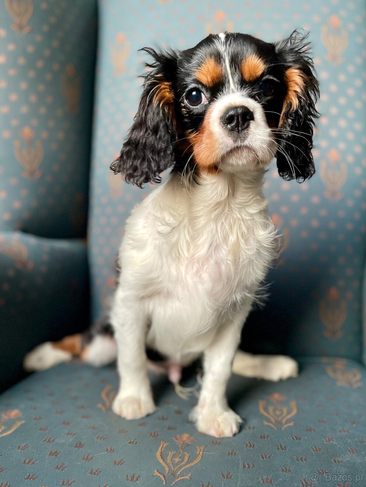 Cavalier King charles spaniel - 7