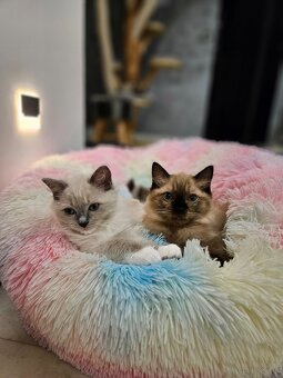 Kocięta Ragdoll - 7