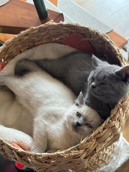 Kotki rasowe point - 7