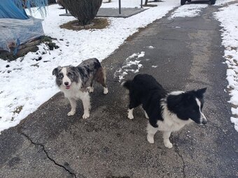Szczeniaki border collie - 7