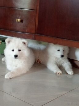 Samoyed - szczenięta - 7