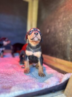 Gończy polski x irlandzki gończy szczeniaczki - 7