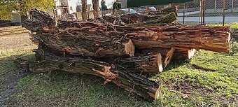 Drewno opałowe – akacja, grube pnie 4–6 m, ok. 10 m³ - 7