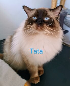 Kocięta Ragdoll z rodowodem i wyprawką - 7