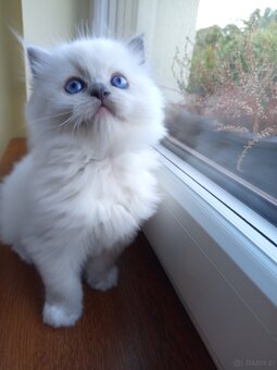 🐾 Rodowodowe Kocięta Ragdoll po championie - 7