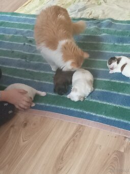 Szczeniaki pekinczyka - 7