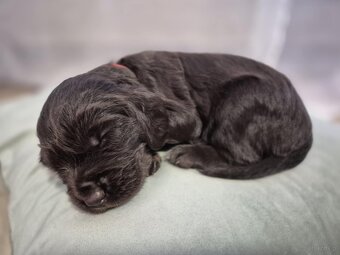 PŁochacz Niemiecki WACHTELHUND - 7