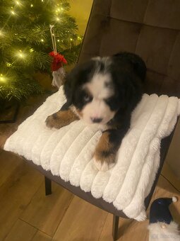 Berneński pies pasterski - 7