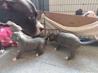Rezerwacja szczeniąt Amstaff - 7