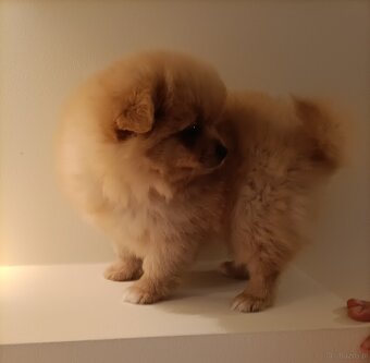 SZPIC MINIATUROWY POMERANIAN - SUCZKI - 7