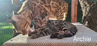 Kocięta bengalskie – CHS Moon Kingdom - 7