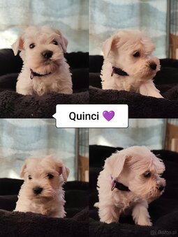 Schnauzer miniatúrne white - 7
