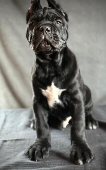 Cane Corso Ksin Fargo Fci - 7