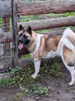 Akita Amerykańska FCI - 7