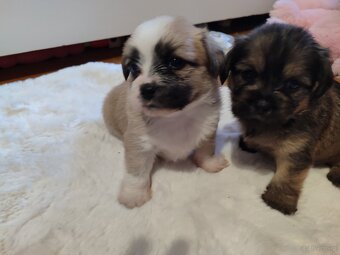 Śliczne suczki i pieski - 7