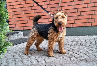 Suka welsh Terrier ZKWP FCI terier - 7