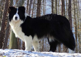 Samiec BORDER COLLIE z Hodowli - Rasowy z pełną dok. - 7