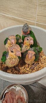 barwinka białobrzucha - 7