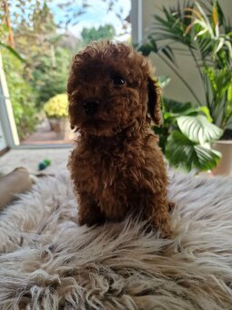 Pudel toy chlopczyk  badania genetyczne - 7