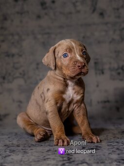 Louisiana Catahoula Leopard Dog - 7