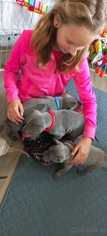 Thai Ridgeback Dog- Dog Thajski - 7