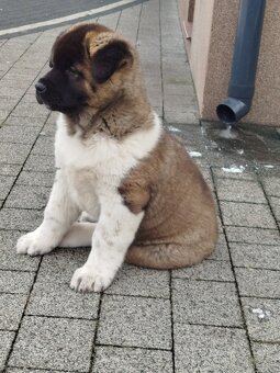 Akita amerykańska pies - 7