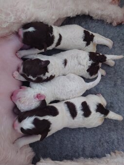 Lagotto romagnolo -szczenięta ur. 19.03.2025 r. - 7
