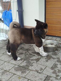 Akita amerykańska suczka - 7