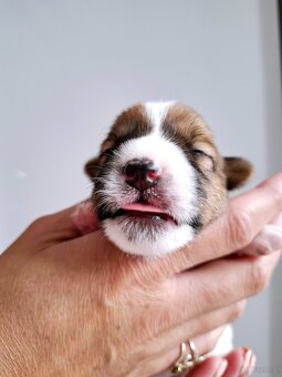 Choco Jack Russell Terrier ZKwP FCI - 7