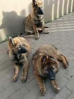 Suczka owczarek niemiecki długowłosy - 7