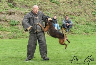 Owczarek belgijski malinois z rodowodem FCI - 7