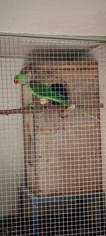 Alwksandretty wielke, kakadu ruzove - 7