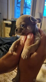 Chihuahua szczenięta krótkowłose - 7