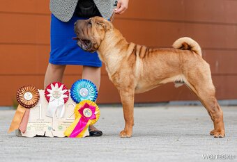 Hodowla rasy shar pei Red Folds przed. szczeniąt ur.22.06.20 - 7
