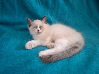 Rodowodowe kocięta Ragdoll - gotowe do zamieszkania - 7