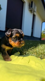 Suczki rasy yorkshire terrier - 7