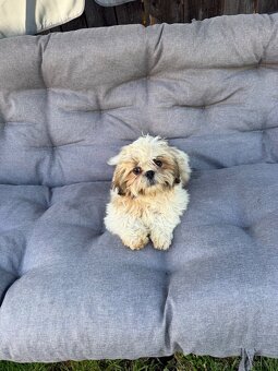 Szczeniaki Shih tzu - 7