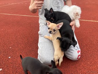 Chihuahua szczeniak - 7