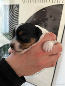 Jack Russell terrier - szczenięta z metrykami ZKwP - 7