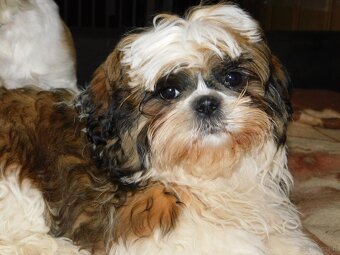 Szczeniaki shih tzu - 7