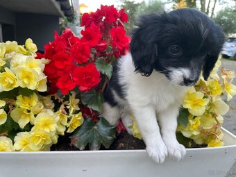 Spaniel kontynentalny miniaturowy, phalene, nie papillon FCI - 7