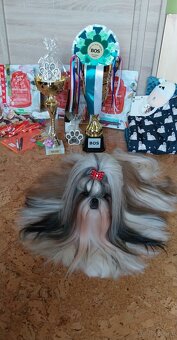 Shih-tzu z PP ostatni szczeniak (shih tzu, shitzu, si-tzu) - 7