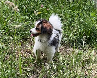 Spaniel kontynentalny miniaturowy, phalene, nie papillon FCI - 7