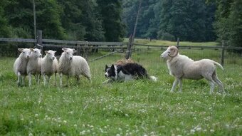 Rasowa suczka XJA ee-red Border Collie z pełną dok. przebada - 7