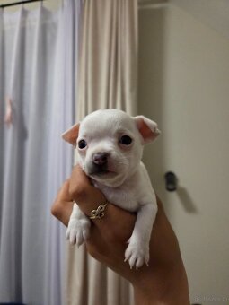 Sprzedam pieska chihuahua - 7