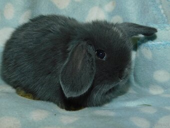 Cudowne baranki mini lop niebieskie - 7