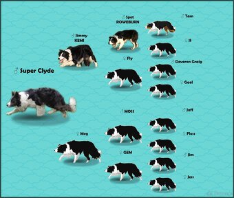 Piękny Pies Border Collie - XANDO z pełną dok. z hodowli do - 7