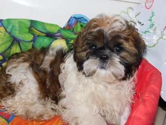 Shih tzu piesek Niko - 7
